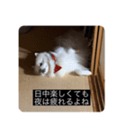 実写版はかせ君（字幕付き）（個別スタンプ：24）