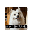 実写版はかせ君（字幕付き）（個別スタンプ：25）