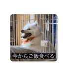 実写版はかせ君（字幕付き）（個別スタンプ：26）