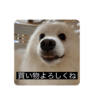 実写版はかせ君（字幕付き）（個別スタンプ：27）