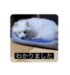 実写版はかせ君（字幕付き）（個別スタンプ：28）