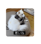 実写版はかせ君（字幕付き）（個別スタンプ：29）