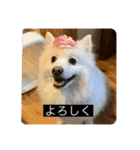 実写版はかせ君（字幕付き）（個別スタンプ：30）