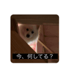 実写版はかせ君（字幕付き）（個別スタンプ：31）