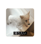 実写版はかせ君（字幕付き）（個別スタンプ：32）