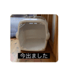 実写版はかせ君（字幕付き）（個別スタンプ：33）