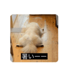 実写版はかせ君（字幕付き）（個別スタンプ：34）