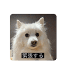 実写版はかせ君（字幕付き）（個別スタンプ：35）