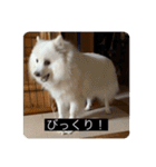 実写版はかせ君（字幕付き）（個別スタンプ：36）
