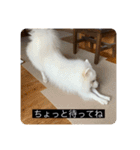 実写版はかせ君（字幕付き）（個別スタンプ：37）