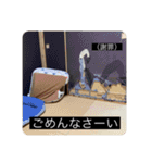 実写版はかせ君（字幕付き）（個別スタンプ：38）