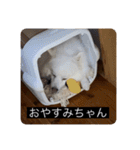 実写版はかせ君（字幕付き）（個別スタンプ：39）