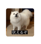 実写版はかせ君（字幕付き）（個別スタンプ：40）