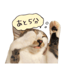 うずめの毎日（個別スタンプ：6）