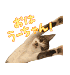うずめの毎日（個別スタンプ：7）