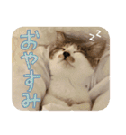 うずめの毎日（個別スタンプ：8）