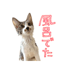 うずめの毎日（個別スタンプ：9）
