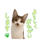 うずめの毎日（個別スタンプ：16）