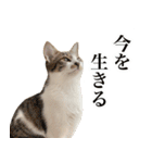 うずめの毎日（個別スタンプ：22）