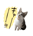 うずめの毎日（個別スタンプ：29）