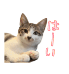 うずめの毎日（個別スタンプ：33）