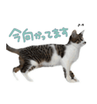 うずめの毎日（個別スタンプ：36）