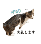 うずめの毎日（個別スタンプ：39）