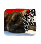 猫のりんちゃんだよ♡第三弾（個別スタンプ：13）