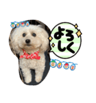 ひなたちゃんスタンプ第6弾（個別スタンプ：36）