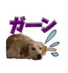 シェリー☆いっこめっ（個別スタンプ：7）