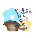 シェリー☆いっこめっ（個別スタンプ：15）