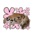 シェリー☆いっこめっ（個別スタンプ：16）