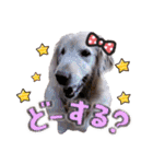 シェリー☆いっこめっ（個別スタンプ：32）