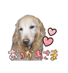 シェリー☆いっこめっ（個別スタンプ：37）