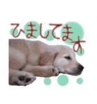 シェリー☆いっこめっ（個別スタンプ：39）