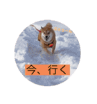 柴犬今日のはち君 可愛いはちを集めたよ（個別スタンプ：4）