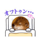 柴犬今日のはち君 可愛いはちを集めたよ（個別スタンプ：5）