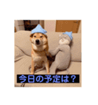 柴犬今日のはち君 可愛いはちを集めたよ（個別スタンプ：9）