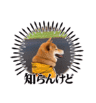 柴犬今日のはち君 可愛いはちを集めたよ（個別スタンプ：27）