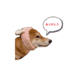 柴犬今日のはち君 可愛いはちを集めたよ（個別スタンプ：35）