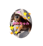 柴犬今日のはち君 可愛いはちを集めたよ（個別スタンプ：36）