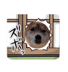 柴犬今日のはち君 可愛いはちを集めたよ（個別スタンプ：40）