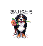 ドット絵 バーニーズマウンテンドッグ 40種（個別スタンプ：6）