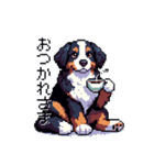 ドット絵 バーニーズマウンテンドッグ 40種（個別スタンプ：9）