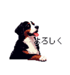 ドット絵 バーニーズマウンテンドッグ 40種（個別スタンプ：15）