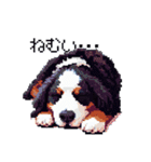 ドット絵 バーニーズマウンテンドッグ 40種（個別スタンプ：22）