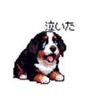 ドット絵 バーニーズマウンテンドッグ 40種（個別スタンプ：24）