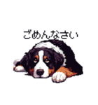 ドット絵 バーニーズマウンテンドッグ 40種（個別スタンプ：29）