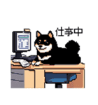 日常 ドット絵 柴犬 黒柴 40種 しばいぬ（個別スタンプ：1）