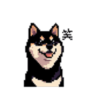 日常 ドット絵 柴犬 黒柴 40種 しばいぬ（個別スタンプ：3）